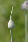 Broadleaf wild leek